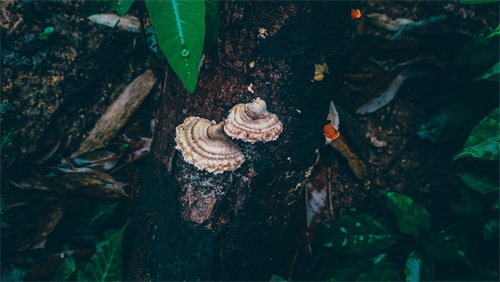 厦门天竺山森林公园