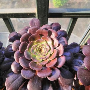 ​夏天多肉休眠别担心，4个小技巧教你度夏，多肉不化水不黑腐