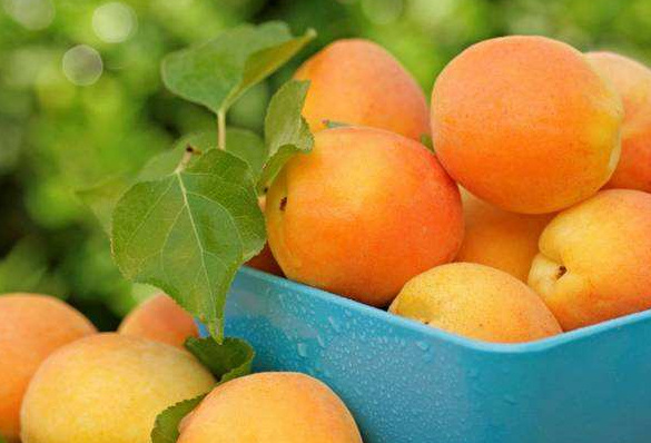 十大高营养的水果排行榜 营养价值最高的水果排名