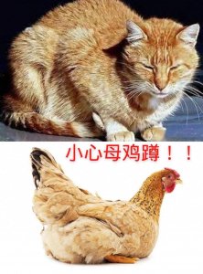 ​猫咪吐黄水怎么办？除了去医院你还可以试试这样