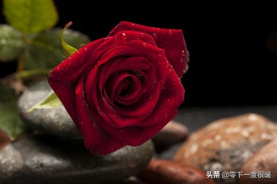 ​20张红玫瑰大图壁纸，有你喜欢的吗？你的壁纸该换了吗