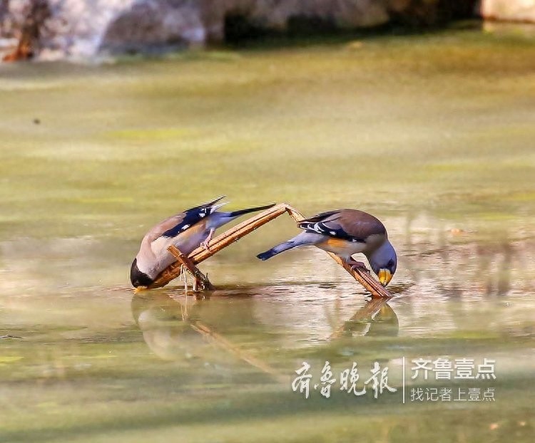 快来欣赏泉城公园里的蜡嘴雀