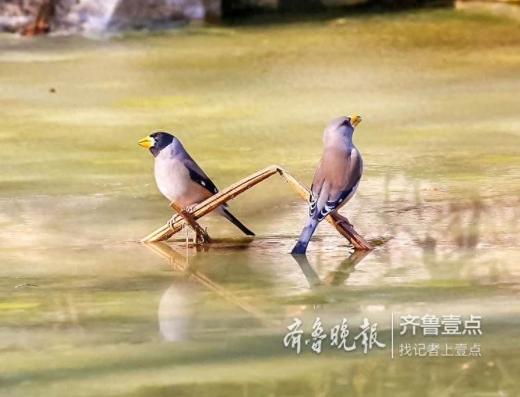 快来欣赏泉城公园里的蜡嘴雀