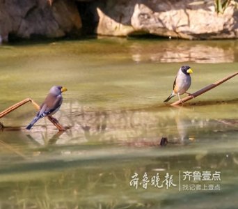 ​快来欣赏泉城公园里的蜡嘴雀