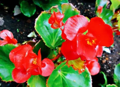 ​一年四季都能开花的花卉植物