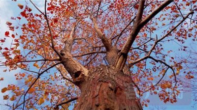 ​郑州森林公园五彩斑斓层林尽染