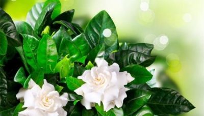 ​定制和订制有什么分别订制和定制有什么分别么,他们的具体用法 谁知道