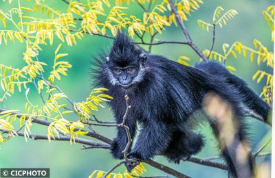 ​呆萌！金佛山里的黑叶猴