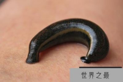 ​世界上人类最怕的动物，该如何防护？