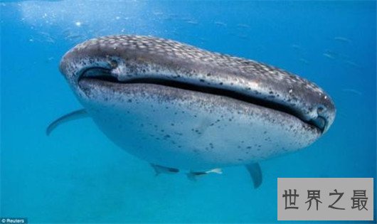 世界上最大的动物排行榜，鲸类占八位，蓝鲸最大
