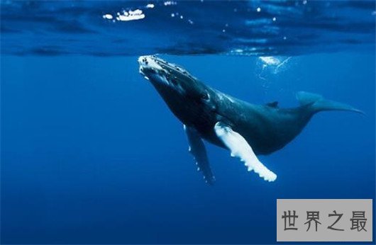 世界上最大的动物排行榜，鲸类占八位，蓝鲸最大