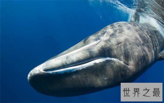 世界上最大的动物排行榜，鲸类占八位，蓝鲸最大