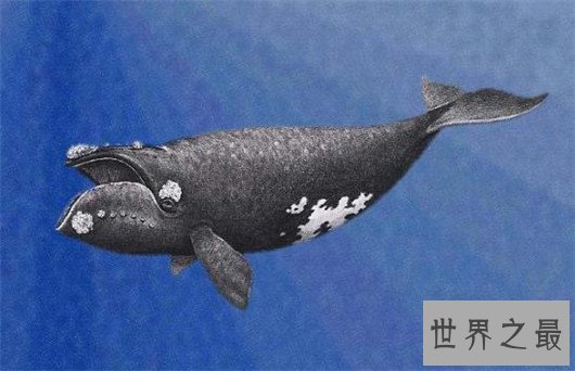 世界上最大的动物排行榜，鲸类占八位，蓝鲸最大