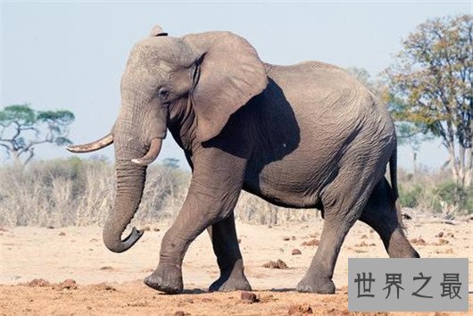 世界上最大的动物排行榜，鲸类占八位，蓝鲸最大