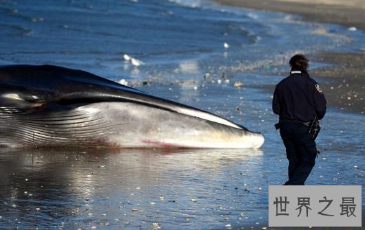 世界上最大的动物排行榜，鲸类占八位，蓝鲸最大