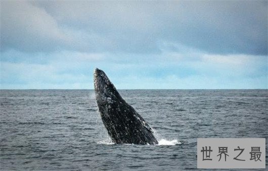 世界上最大的动物排行榜，鲸类占八位，蓝鲸最大