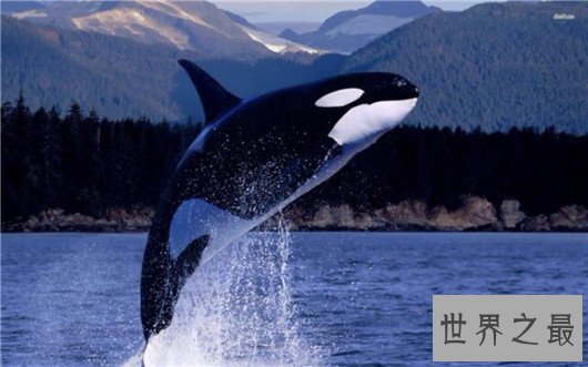 世界上最大的动物排行榜，鲸类占八位，蓝鲸最大