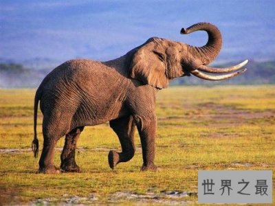 ​世界上最记仇的动物，惹到它它会记你一辈子！