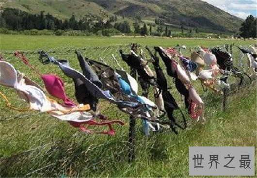 世界上最让人脸红的花,竟然长的如此逼真