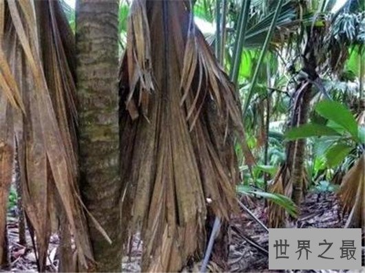 世界上最让人脸红的花,竟然长的如此逼真