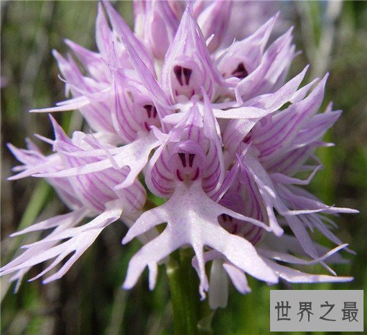 世界上最让人脸红的花,竟然长的如此逼真