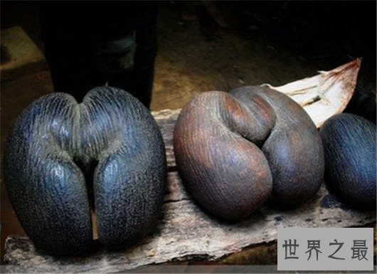 世界上最让人脸红的花,竟然长的如此逼真