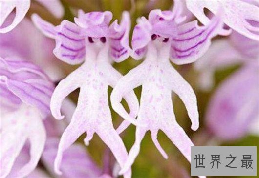 世界上最让人脸红的花,竟然长的如此逼真