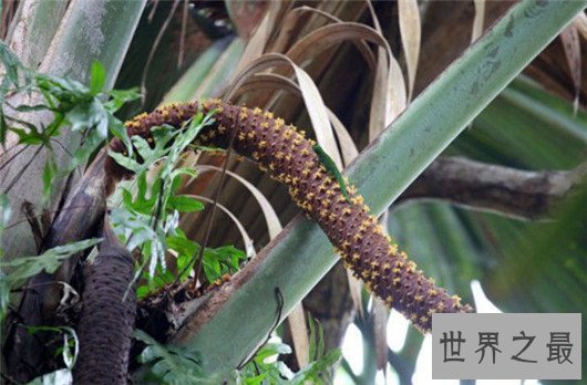 世界上最让人脸红的花,竟然长的如此逼真