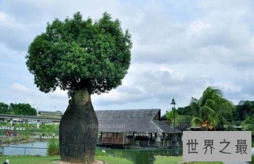 世界上最能储存水的树，成年纺锤树可存水两吨 ！