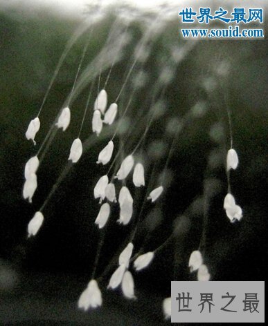 世界上最神奇的花,优昙婆罗花(3000年一见)