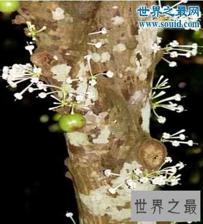 世界上最神奇的花,优昙婆罗花(3000年一见)