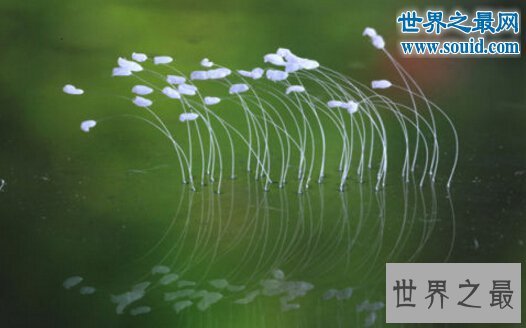 世界上最神奇的花,优昙婆罗花(3000年一见)