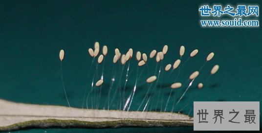 世界上最神奇的花,优昙婆罗花(3000年一见)