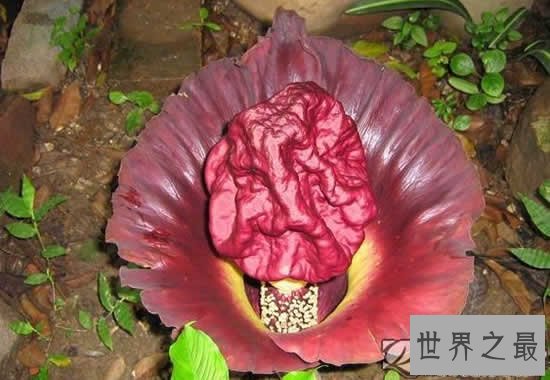 世界上最臭的花,尸香魔芋(臭到800米外)