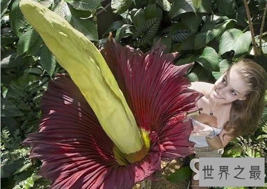 世界上最臭的花,尸香魔芋(臭到800米外)