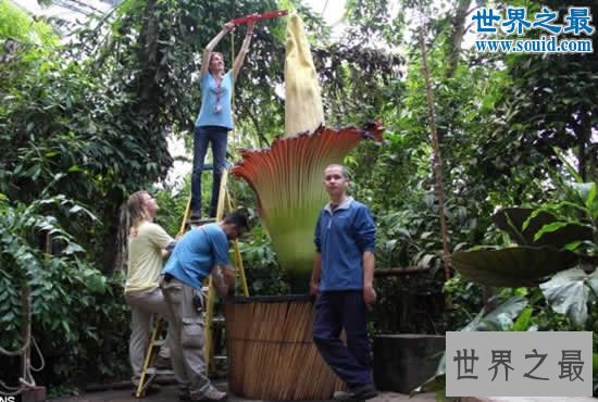 世界上最臭的花,尸香魔芋(臭到800米外)