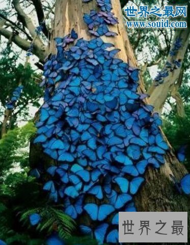 世界上最美丽的蝴蝶,光明女神蝶(高贵的极品蝶种)