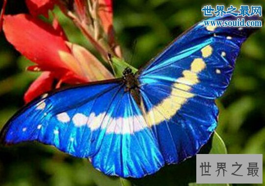 世界上最美丽的蝴蝶,光明女神蝶(高贵的极品蝶种)