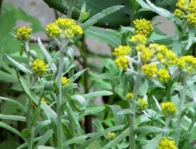 ​农村俗称的“清明菜”是一种什么样的植物