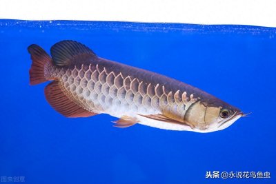 ​龙鱼养殖场发展现状，带你走进龙鱼养殖场