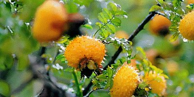 ​刺梨知识大揭秘