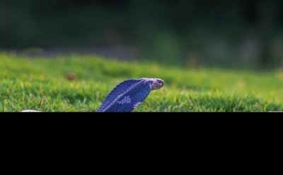 ​癸巳年是哪一年 癸巳年出生的人命运如何