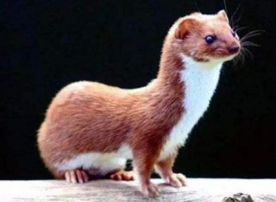 ​早上看到黄鼠狼啥兆头