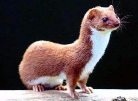 早上看到黄鼠狼啥兆头