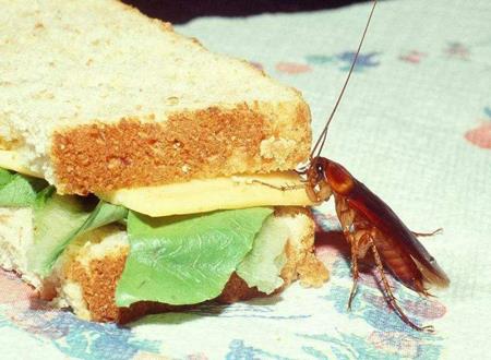 蟑螂进屋的预兆