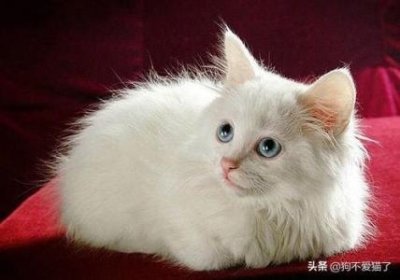 ​金毛不喂狗粮才能吃什么金毛不喂狗粮可以喂什么