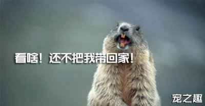 ​换个口味养只“土肥圆”——土拨鼠饲养全攻略！