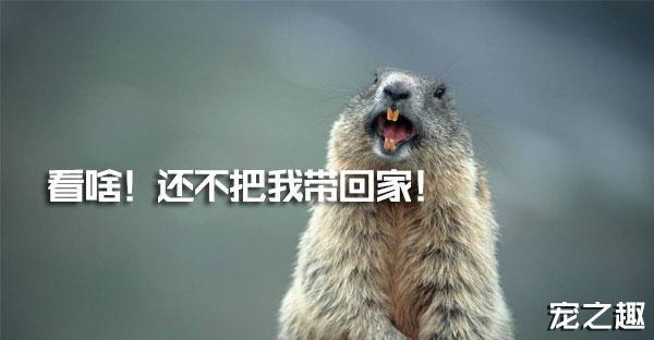 换个口味养只“土肥圆”——土拨鼠饲养全攻略！