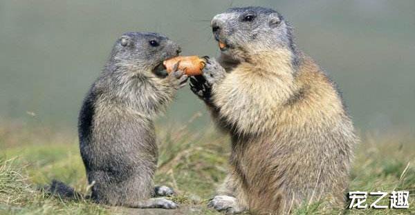 换个口味养只“土肥圆”——土拨鼠饲养全攻略！