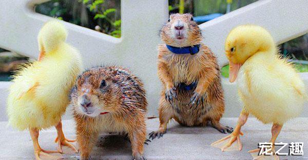 换个口味养只“土肥圆”——土拨鼠饲养全攻略！